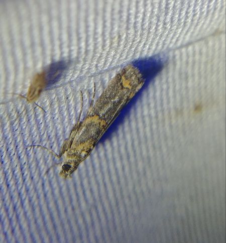 Khorassania compositella 