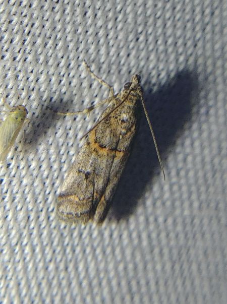 Khorassania compositella 