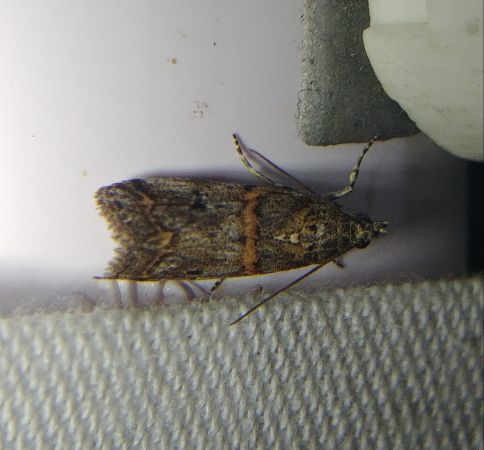 Khorassania compositella 