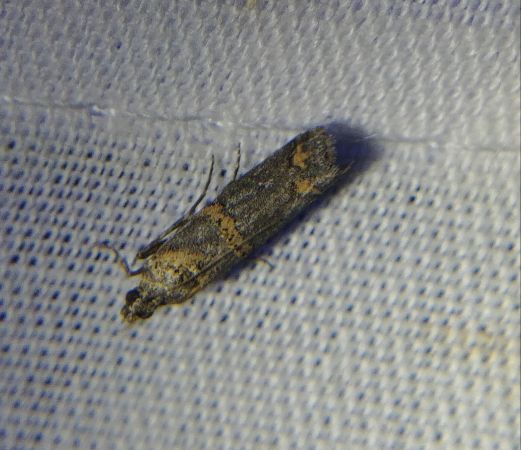 Khorassania compositella 