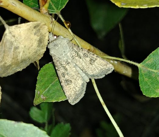 Noctuelle des moissons 