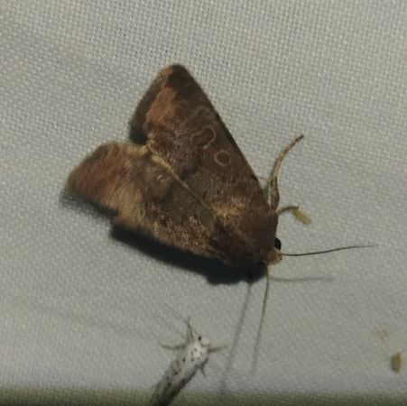 Hoplodrina indéterminé 