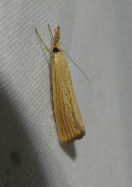 Agriphila straminella 