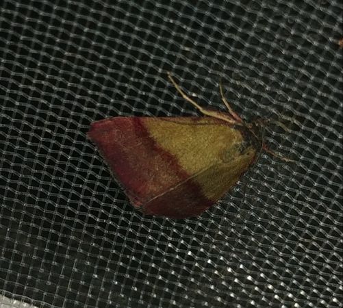 Phytometra viridaria 