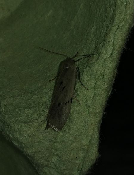 Pelosia muscerda 