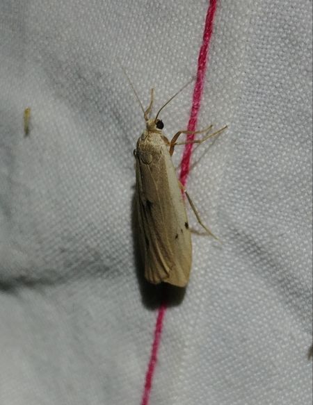 Lithosie crotte-souris 