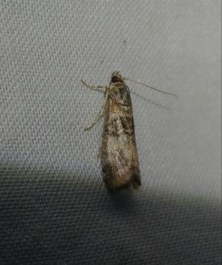 Sciota rhenella 