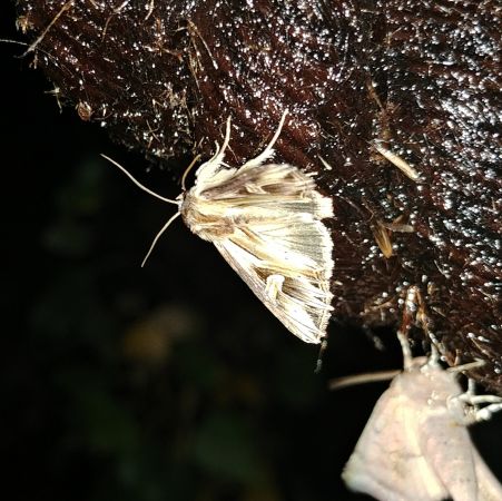Actinotia polyodon 