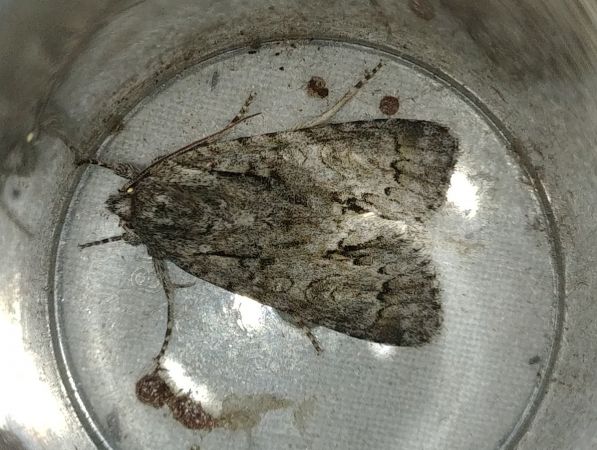 Acronicta auricoma 