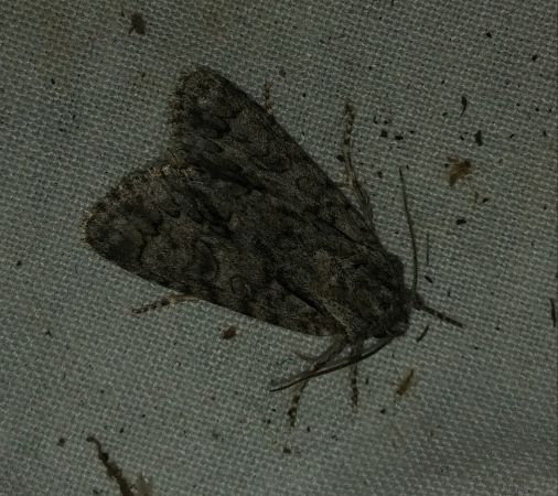 Acronicta auricoma 