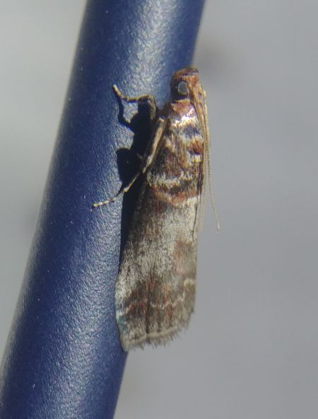 Acrobasis advenella 
