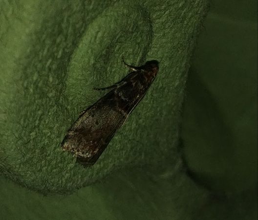 Acrobasis advenella 