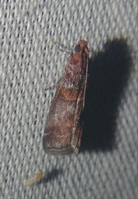 Acrobasis advenella 