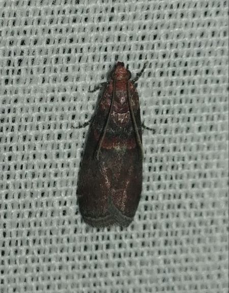 Acrobasis advenella 
