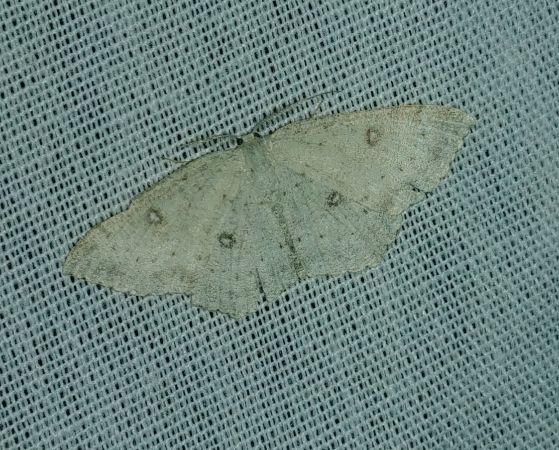 Cyclophora albipunctata 