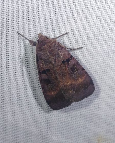 Xestia stigmatica 