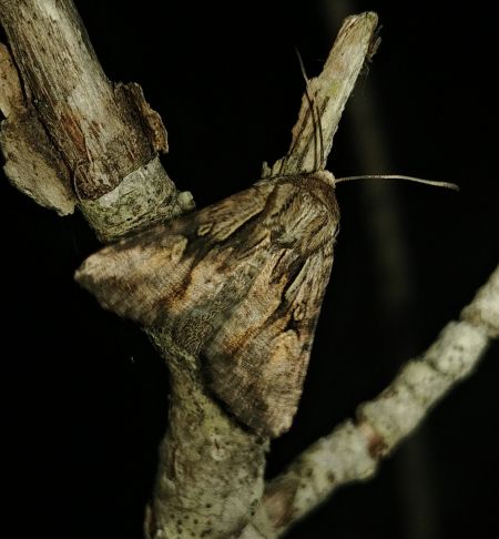 Calophasia lunula 