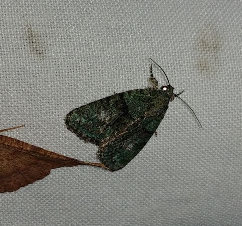 Cryphia algae 