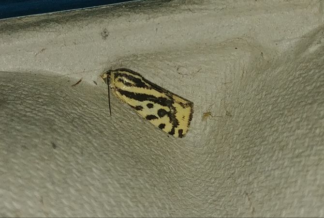 Arlequinette jaune 