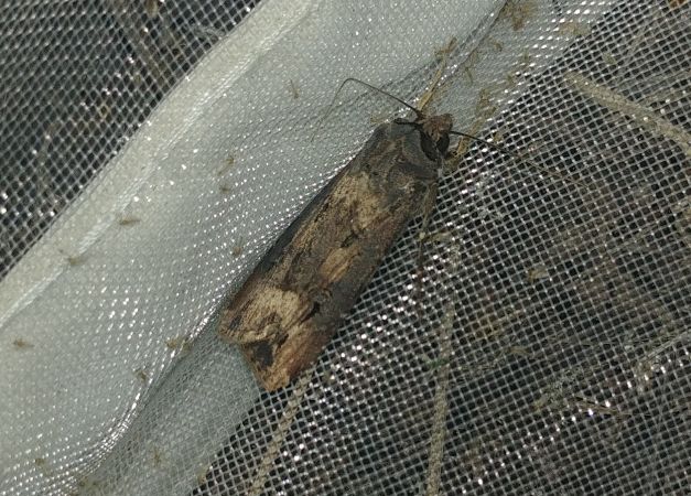 Noctuelle baignée 