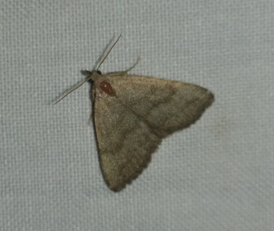 Pechipogo strigilata 