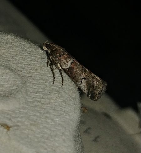Acrobasis legatea 