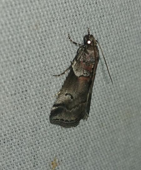 Acrobasis legatea 