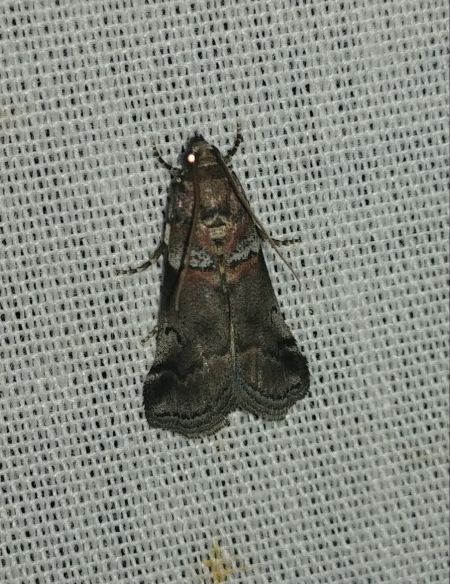 Acrobasis legatea 