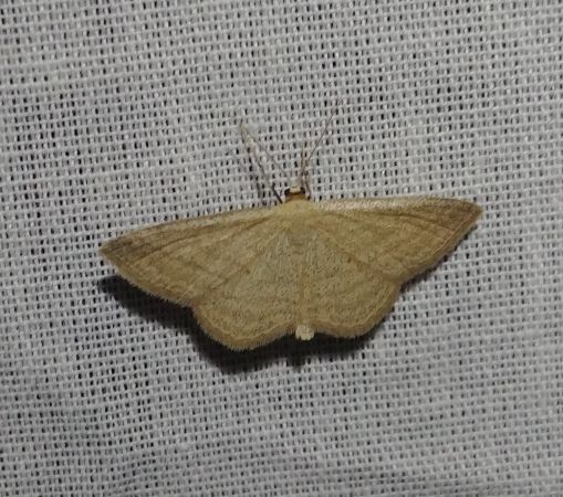 Scopula virgulata 
