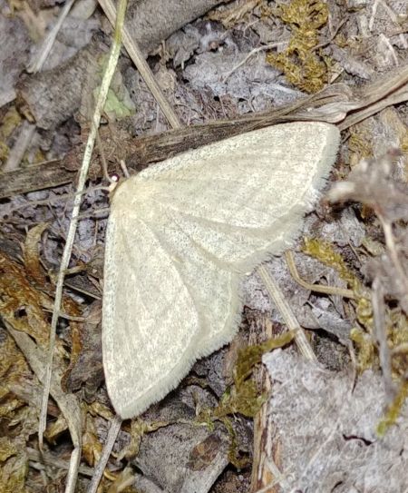 Scopula virgulata 