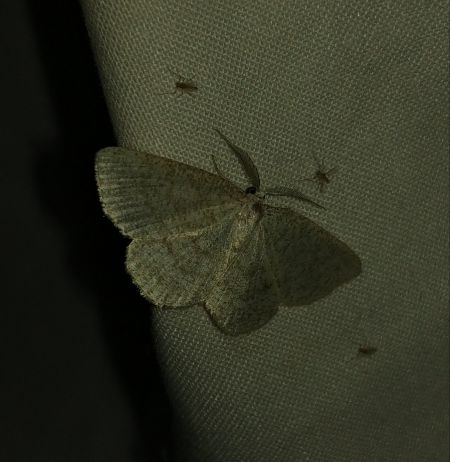 Cabera exanthemata 