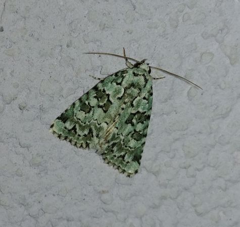 Nyctobrya muralis 