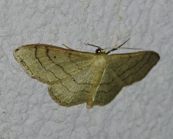 Idaea straminata 