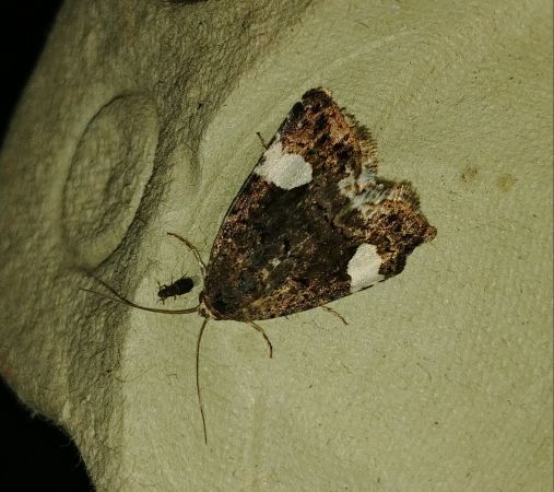 Noctuelle en deuil 