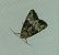 Mesoligia furuncula 