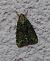 Cryphia algae 