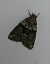 Cryphia algae 