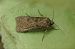 Noctuelle des moissons 