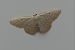 Idaea subsericeata 