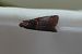 Acrobasis advenella 