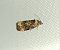 Endothenia sp. 