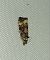 Endothenia sp. 