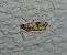 Endothenia sp. 