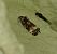Endothenia sp. 