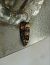 Endothenia sp. 