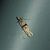 Nephopterix angustella 