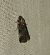Acrobasis suavella 