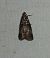 Acrobasis advenella 