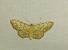 Idaea moniliata 