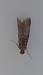 Acrobasis advenella 
